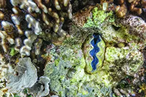 Giant Prints: Giant clam mantle displays vibrant colors in clear water over coral at Misool in Raja Ampat