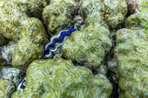 Giant Prints: Giant clam mantle underwater in Misool region of Raja Ampat