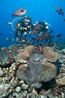Images Dated 31st May 2008: Giant clam and vlamings unicorn fish (Naso vlamingii), Sulawesi, Indonesia, Southeast Asia, Asia