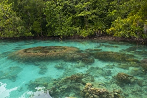 Giant clams in the clear waters of the Marovo Lagoon, Solomon Islands, Pacific
