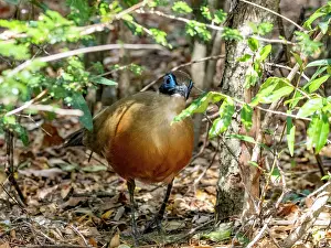 Birds Prints: Giant coua stands among foliage in Zombitse-Vohibasia National Park in Madagascar during daylight hours