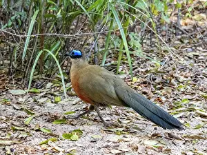 Birds Prints: Giant couas moving on the ground in Zombitse-Vohibasia National Park in Madagascar during daylight hours