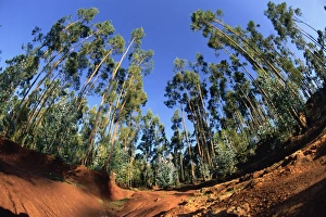 Eucalyptus Prints: Giant farmed eucalyptus forest, Addis Ababa, Ethiopia, Africa