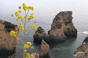Wild Flowers Prints: Giant fennel (Ferrula communis) flowering on clifftop with sandstone seastacks in the background