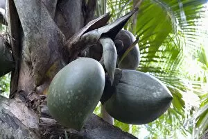 Images Dated 2nd May 2009: Giant fruit of coco de mer palm (Lodoicea maldivica) in the Vallee de Mai Nature Reserve