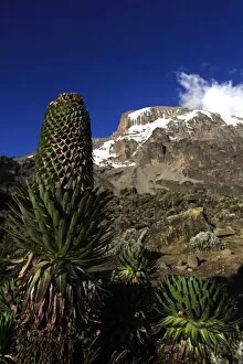 Images Dated 3rd February 2010: A giant groundsel growing at 4000 metres elevation under the Barranco Wall of Mount Kilimanjaro