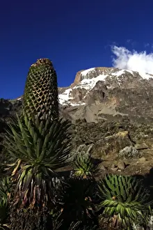 Kilimanjaro Prints: A giant groundsel growing at 4000 metres elevation under the Barranco Wall of Mount Kilimanjaro