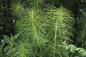 Pla Nts Prints: Giant horsetail (Equisetum telmateia) growing in damp woodland