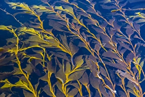 Stanley Prints: Giant kelp (Macrocystes pyrifera)