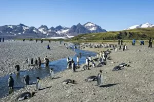 Flightless Bird Gallery: Giant king penguin (Aptenodytes patagonicus) colony, Salisbury Plain, South Georgia