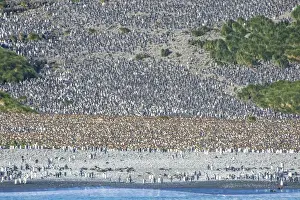 Giant king penguin (Aptenodytes patagonicus) colony, Salisbury Plain, South Georgia