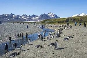 South Georgia Prints: Giant king penguin (Aptenodytes patagonicus) colony, Salisbury Plain, South Georgia