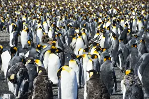 Giant king penguin (Aptenodytes patagonicus) colony, Salisbury Plain, South Georgia