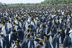 Giant king penguin (Aptenodytes patagonicus) colony, Salisbury Plain, South Georgia