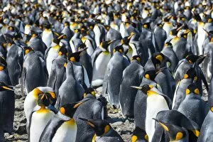 Flightless Bird Gallery: Giant king penguins (Aptenodytes patagonicus) colony, Salisbury Plain, South Georgia