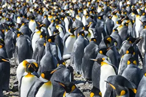 Bird Colony Prints: Giant king penguins (Aptenodytes patagonicus) colony, Salisbury Plain, South Georgia