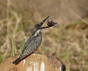 Caught Prints: Giant kingfisher (Megaceryle maxima) with a fish, Kruger National Park