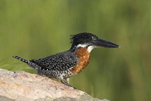 Giant kingfisher (Megaceryle maximus)