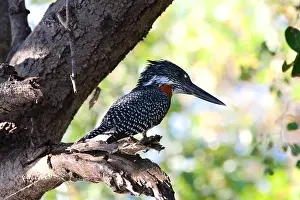 Giant Prints: Giant kingfisher (Megaceryle maximus) on a dead branch