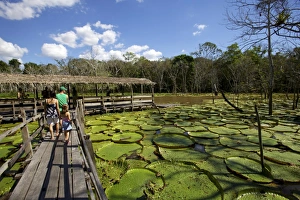 Wooden Walkway Prints: Giant lily leaves and flower in the Amazonian forest, Manaus, Brazil, South America