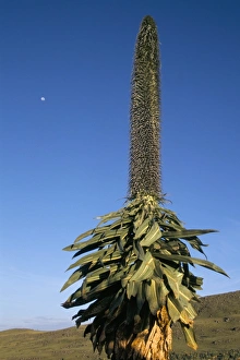 Giant lobelia, Simien Mountains National Park, UNESCO World Heritage Site