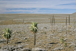 Southern Highlands Prints: Giant lobelias on Sanetti Plateau, high in Bale Mountains, Southern Highlands