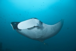 Ecuadorian Prints: Giant Manta Ray, Ecuador, South America