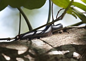 Invertebrates Prints: Giant millipede (Gonibregmatus plurimipes), Fiji, Pacific Islands, Pacific
