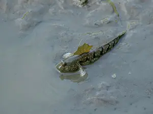Giant Prints: Giant mudskipper foraging in muddy habitat at Sepilok Orangutan Rehabilitation Center Sabah Malaysia