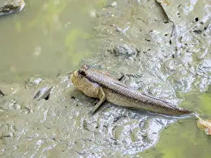 Giant Prints: Giant mudskipper rests on wet mud in Sepilok Orangutan Rehabilitation Center in Sabah