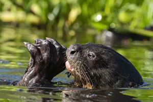 Pantanal Prints: Giant Otter (Pteronura brasiliensis), Pantanal, Mato Grosso, Brazil, South America
