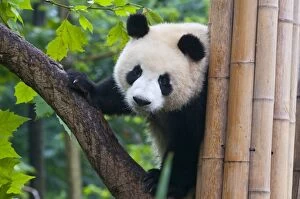 Images Dated 24th August 2010: Giant panda (Ailuropoda melanoleuca) at the Panda Bear reserve, Chengdu