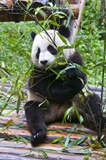 Leaves Prints: Giant panda (Ailuropoda melanoleuca) at the Panda Bear reserve, Chengdu