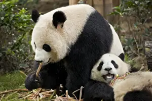 Sichuan Prints: Giant Panda cubs (Ailuropoda melanoleuca) Panda Breeding and Research Centre