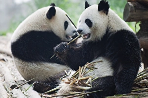 Enjoying Prints: Giant panda eating bamboo at Chengdu Panda Reserve, Sichuan Province, China, Asia