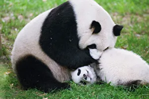 Images Dated 12th May 2008: Giant panda playing at Chengdu Panda Reserve, Sichuan Province, China, Asia