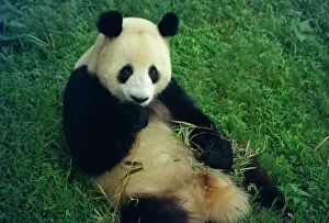 Sichuan Prints: Giant panda, Sichuan Province, China, Asia