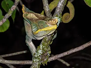 Loss Prints: Giant Parsons chameleon resting on a branch in Ranomafana Botanical Gardens