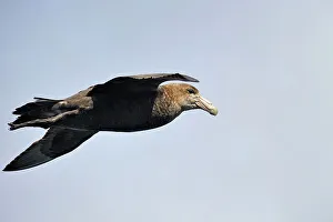 Petrel Prints: Giant Petrel (macronectes giganteus), Tierra del Fuego, Patagonia, Chile, South America