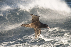 Images Dated 5th March 2009: Giant petrel, near Falkland Islands, South Atlantic, South America