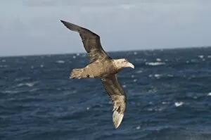 Images Dated 5th March 2009: Giant Petrel, near Falkland Islands, South Atlantic, South America