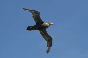 Images Dated 5th March 2009: Giant petrel, near Falkland Islands, South Atlantic, South America