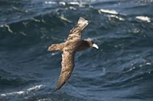 Images Dated 5th March 2009: Giant petrel near Falkland Islands, South America