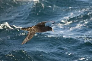 Images Dated 5th March 2009: Giant petrel near Falkland Islands, South America