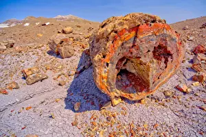 Holbrook Prints: A giant petrified log on the Purple Peninsula in Petrified Forest National Park, Arizona