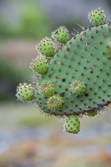 Green Colour Prints: Giant Prickly Pear cactus, South Plaza Island, Galapagos, Ecuador, South America