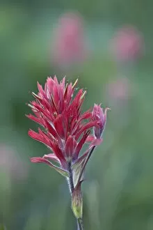 Images Dated 15th July 2008: Giant Red Paintbrush (Indian Paintbrush) (Castilleja miniata), Yellowstone National Park