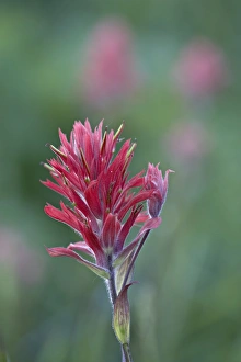 Images Dated 15th July 2008: Giant Red Paintbrush (Indian Paintbrush) (Castilleja miniata), Yellowstone National Park