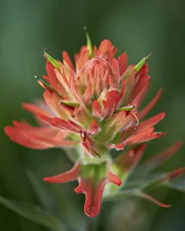 Red Colour Prints: Giant red paintbrush (scarlet paintbrush) (Indian paintbrush) (Castilleja miniata)