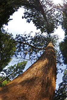Giant Prints: Giant Redwood (Sequoiadendron giganteum)